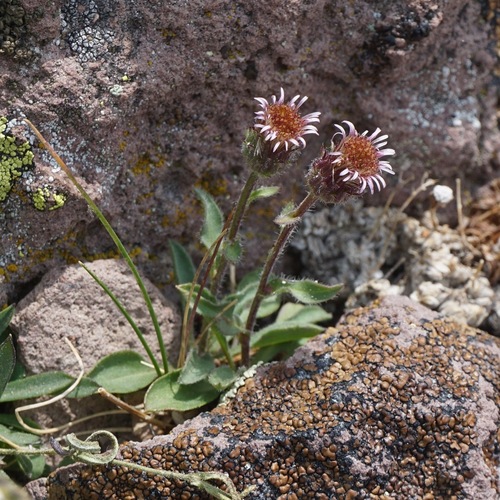 Erigeron nivalis Nutt.