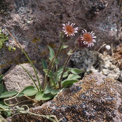 Erigeron nivalis