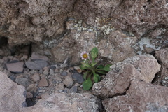 Erigeron nivalis