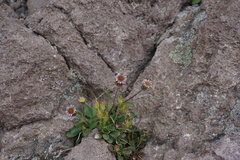Erigeron nivalis