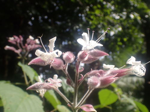 Clerodendrum lanuginosum observed 2025-06-21