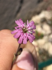 Silene grayi