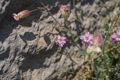 Silene grayi