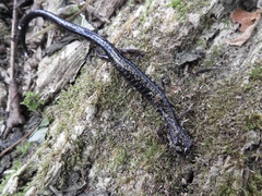 Plethodon hubrichti