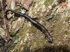 Plethodon hubrichti