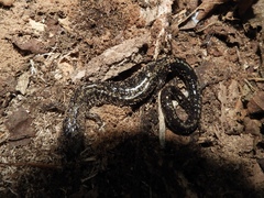 Plethodon hubrichti