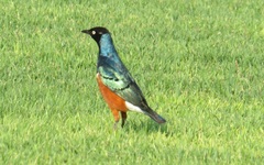 Lamprotornis superbus