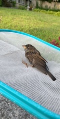 Passer domesticus