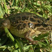 Iberian Painted Frog - Photo (c) anonymous, some rights reserved (CC BY-SA)