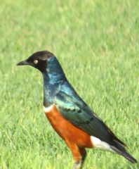 Lamprotornis superbus