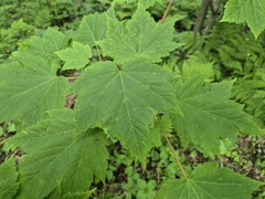 Acer ukurunduense, photograph (c) Anastasia Balaeva, some rights reserved (CC BY)