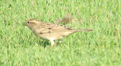 Passer domesticus