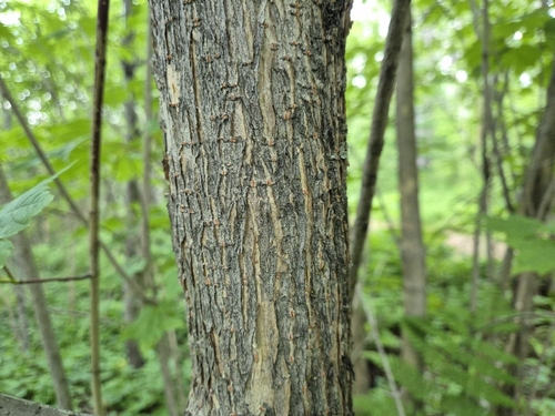 Acer ukurunduense, photograph 5