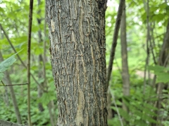 Acer ukurunduense, photograph (c) Anastasia Balaeva, some rights reserved (CC BY)