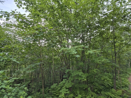 Acer ukurunduense, photograph 6