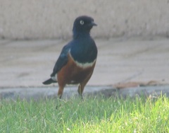 Lamprotornis superbus