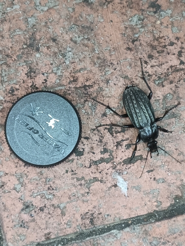 Carabus clatratus maacki