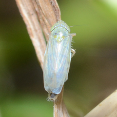 Graminella nigrifrons