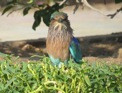 Coracias benghalensis