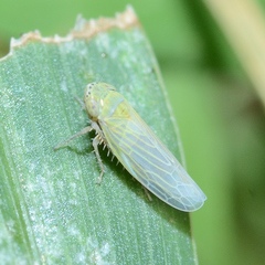 Graminella nigrifrons