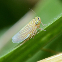 Graminella villica