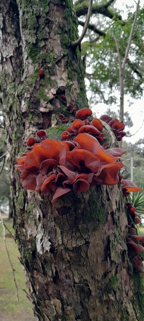 Auricularia fuscosuccinea · June 2025 · photo: © rafaperazzolo (iNaturalist, cc-by)