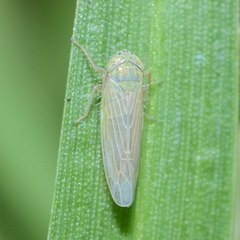 Graminella nigrifrons