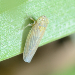 Graminella nigrifrons