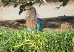 Coracias benghalensis