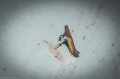 Caloptilia azaleella