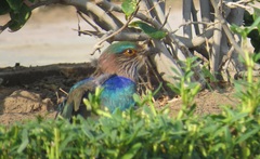 Coracias benghalensis