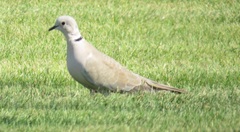 Streptopelia decaocto