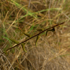 Pellaea calidirupium