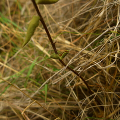 Pellaea calidirupium