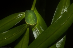 Anabunda murrayfletcheri