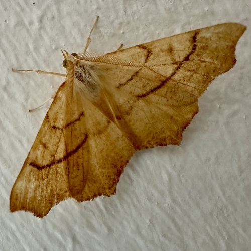 August Thorn, Heemskerklaan, Velp, Gelderland, NL, photo 8 of 10