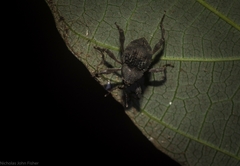 Onidistus araneus