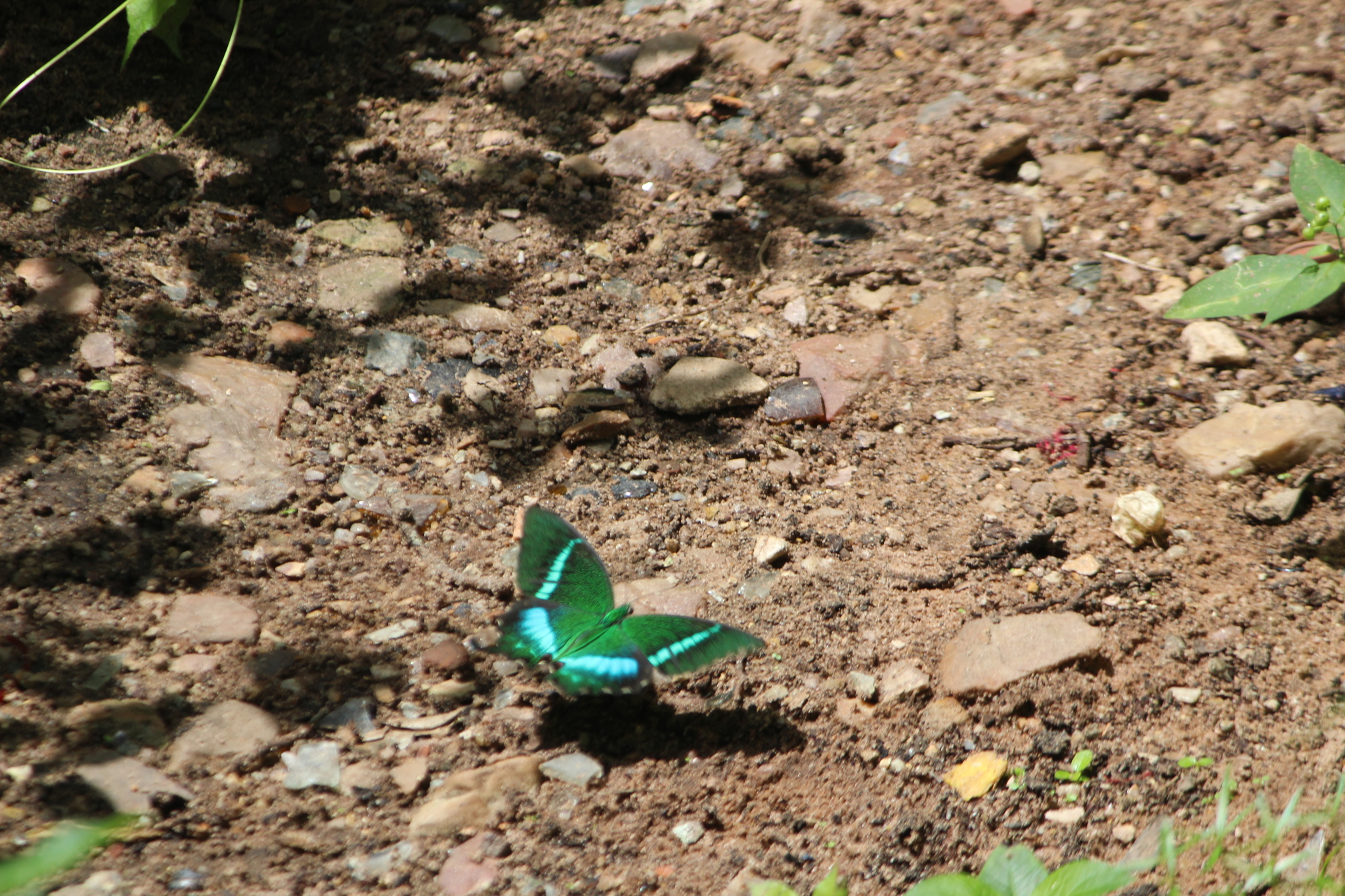 Common Banded Peacock