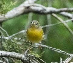 Leiothlypis ruficapilla