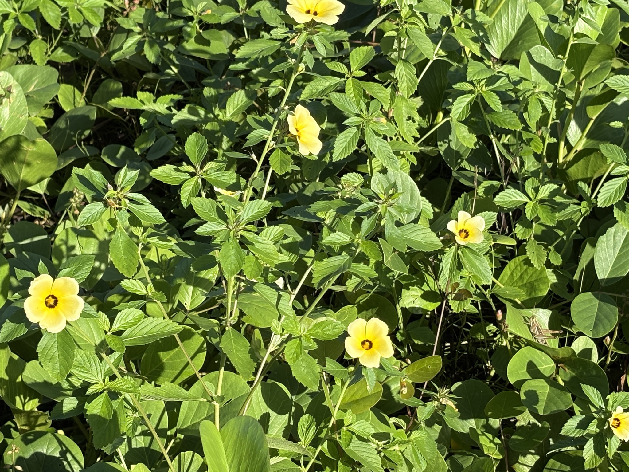 Turnera subulata