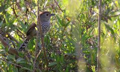 Thamnophilus ruficapillus