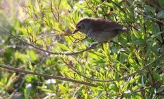 Thamnophilus ruficapillus