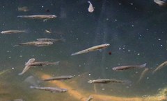 Phalloceros caudimaculatus