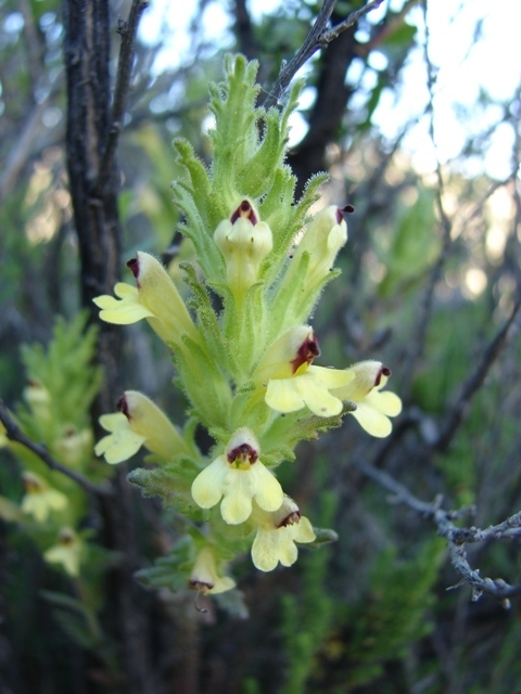 Neobartsia serrata