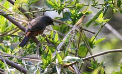 Microspingus cabanisi