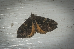 Chrysolarentia phaedra