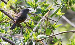 Microspingus cabanisi