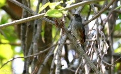 Microspingus cabanisi