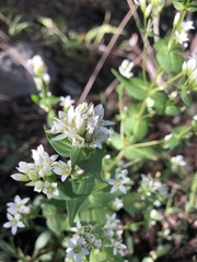 Gentianella microcalyx