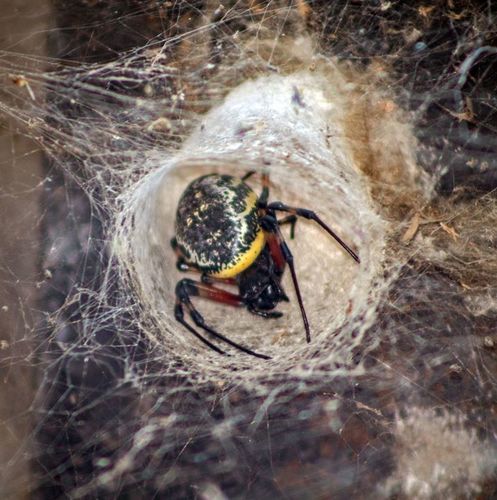 African Hermit Spider